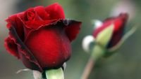 pic for Gorgeous Red Rose 